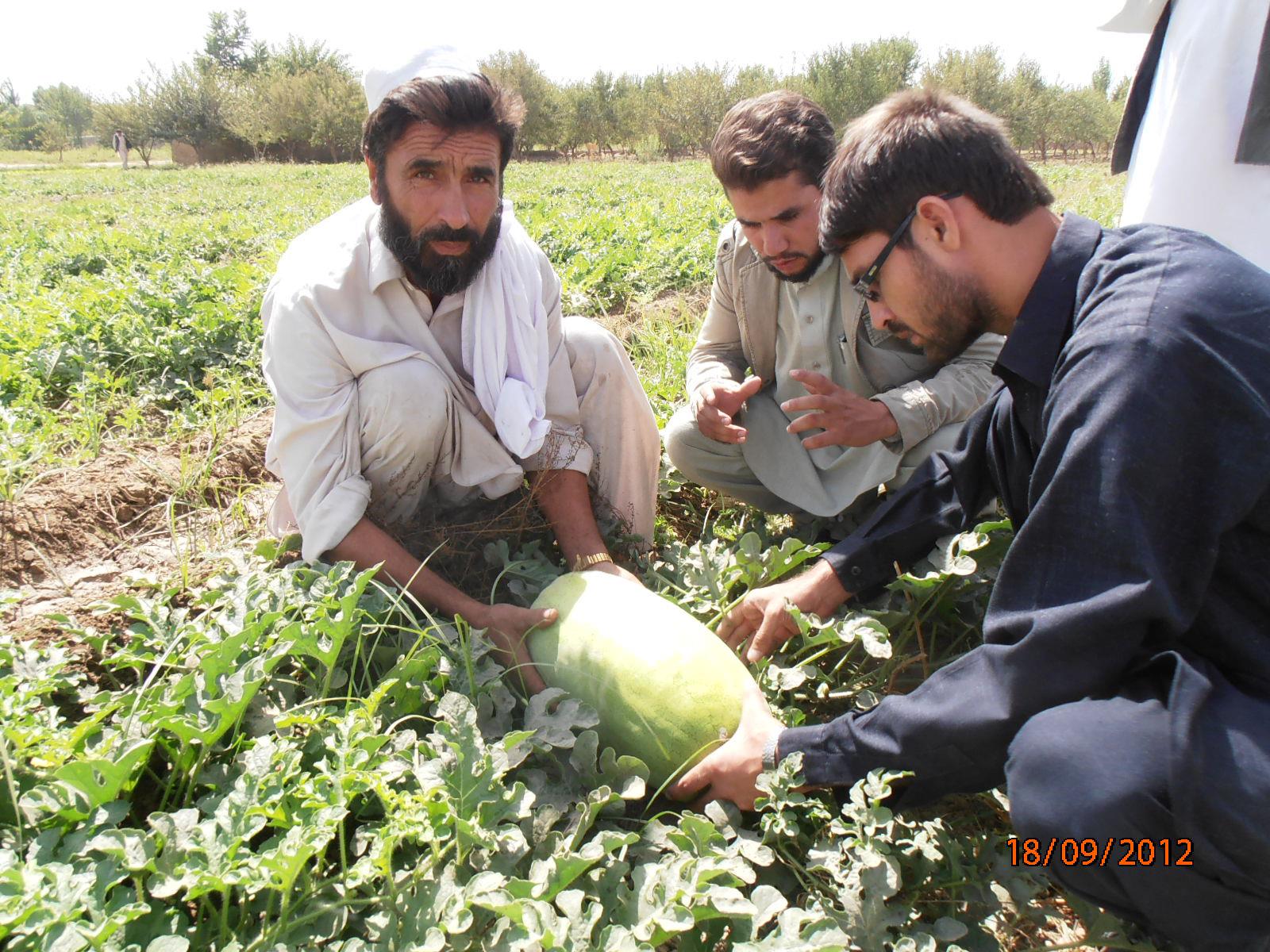 Farmer in Baghlan-e-Markazi